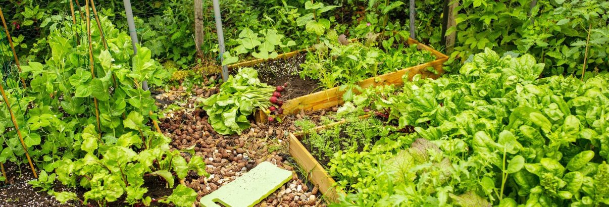 Un potager réussi avec ces 5 légumes à semer sans tarder