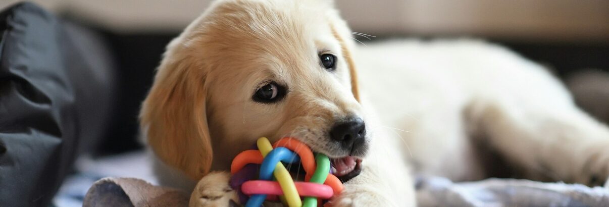 Gadgets et jouets tendances pour votre animal de compagnie