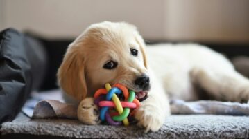 Gadgets et jouets tendances pour votre animal de compagnie