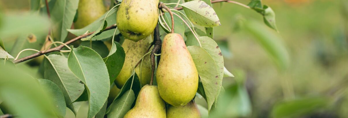 Voici les étapes de plantation et d'entretien d'un poirier