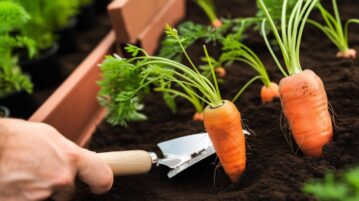 Les 3 variétés de carottes incontournables pour un potager réussi