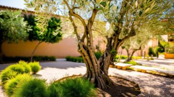 arbre olivier dans jardin avec des plantes autour
