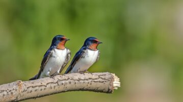 birds swallows