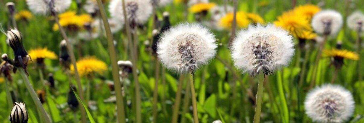 dandelions from your lawn