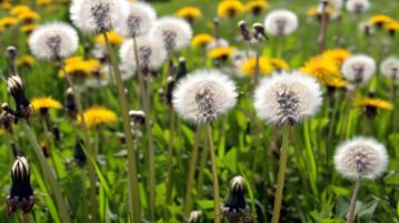 dandelions from your lawn
