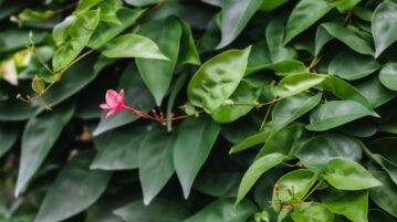 Les meilleures plantes grimpantes pour sublimer votre jardin