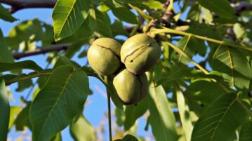 Le noyer : arbre mystérieux et maudit ou allié insoupçonné ?