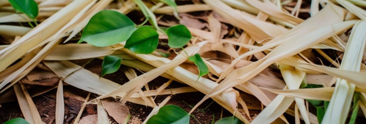 sciure de bois autour des plantes