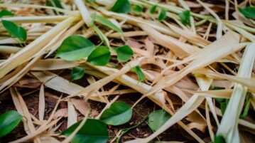 sciure de bois autour des plantes