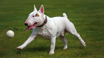 The Wonderful World of Bull Terriers: A Comprehensive Guide to the Breed