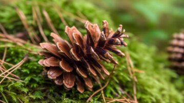 Les pommes de pin tombées : une mine d'or créative et écologique