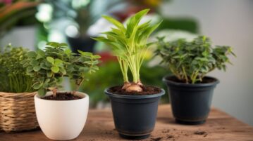 Pot ou pleine terre : le duel des choix pour vos plantes