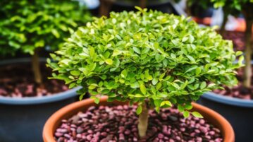 Les arbres d'ornement : comment choisir les stars de votre jardin ?