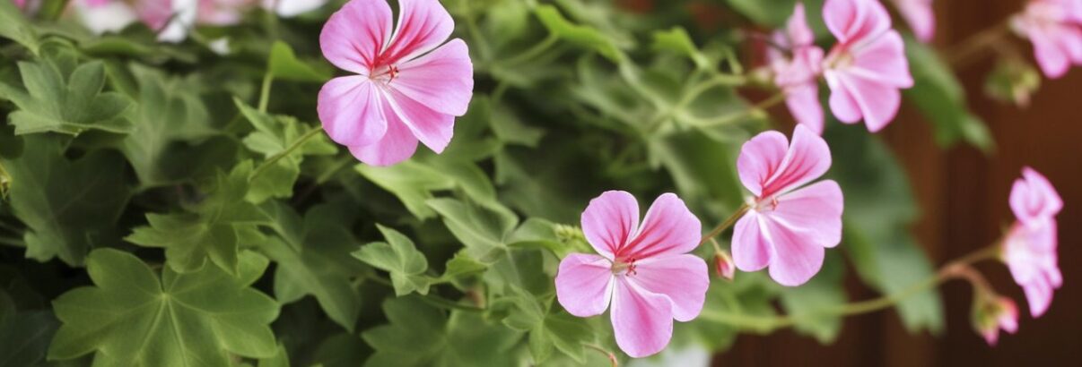 Le géranium lierre : la touche florale idéale pour votre balcon ou jardin