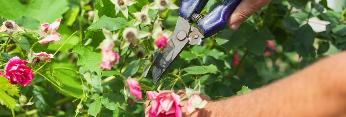 Quand et comment bouturer les rosiers ? Le guide complet pour réussir à coup sûr