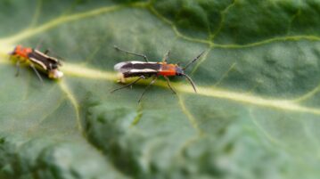 Le guide ultime pour éliminer les thrips de vos plantes, en intérieur et en extérieur
