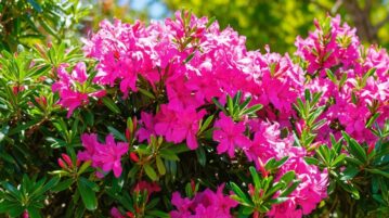 Le secret révélé : l'engrais miracle pour un laurier rose resplendissant !
