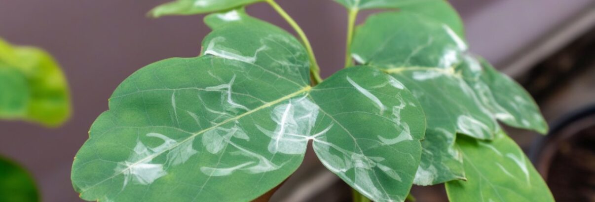Tout savoir sur le traitement et la prévention de l'oïdium : agir efficacement pour protéger vos plantes
