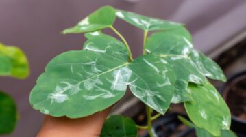 Tout savoir sur le traitement et la prévention de l'oïdium : agir efficacement pour protéger vos plantes