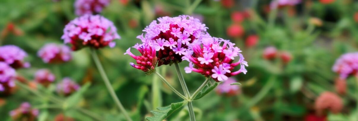 plante verveine