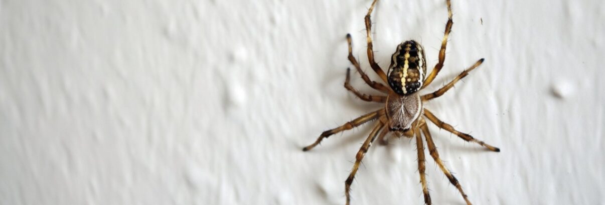 Ces astuces efficaces de grand-mère protègent votre maison des araignées