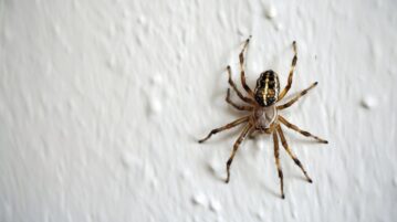 Ces astuces efficaces de grand-mère protègent votre maison des araignées