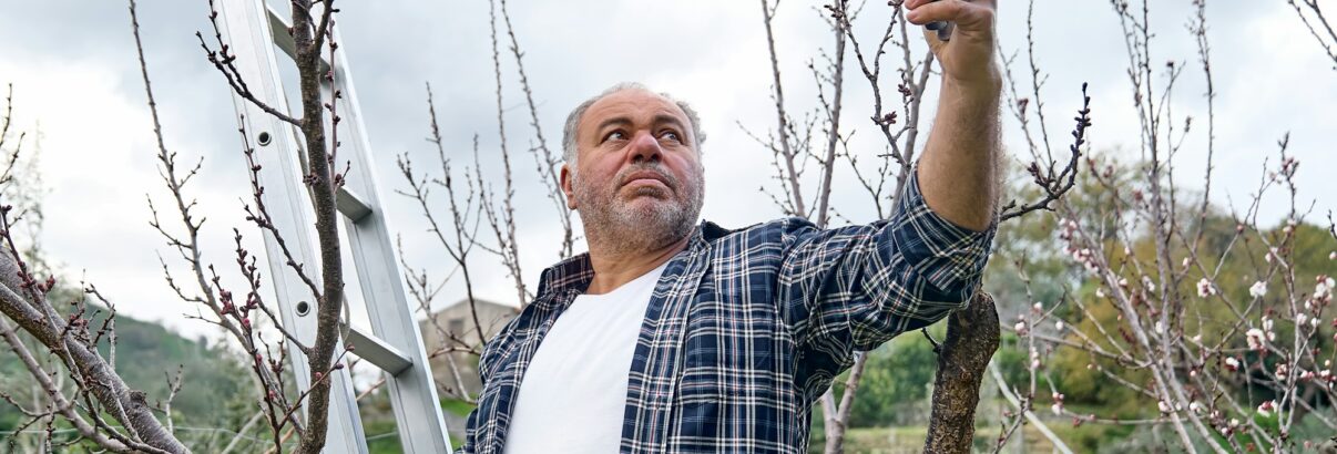 Tailler ces 3 arbres fruitiers rapidement, c'est la clé pour une récolte explosive l'an prochain !