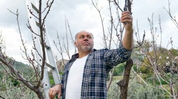 Tailler ces 3 arbres fruitiers rapidement, c'est la clé pour une récolte explosive l'an prochain !