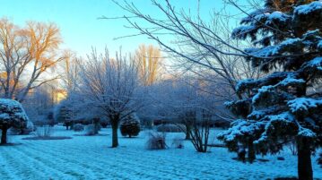 Arbres d'hiver : guide complet pour une taille réussie