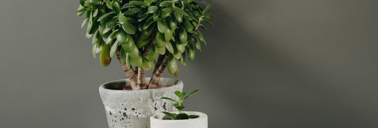 Attirez chance et prospérité simplement avec cette plante d’intérieur facile à cultiver !