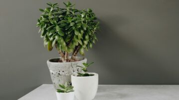 Attirez chance et prospérité simplement avec cette plante d’intérieur facile à cultiver !