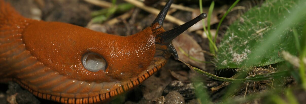 Ces prédateurs redoutables vont vous aider à dire adieu aux limaces dans votre jardin !