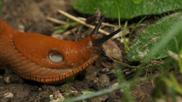 Ces prédateurs redoutables vont vous aider à dire adieu aux limaces dans votre jardin !