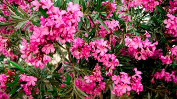 Laurier-rose en pot : le geste crucial pour sa survie hivernale