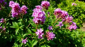 Cet arbuste décoratif va égayer votre jardin 10 mois sur 12 : Voici pourquoi !
