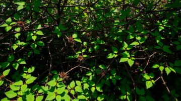 Ce truc de jardinier vous permet de vous débarrasser des ronces à vie, et c’est tellement facile