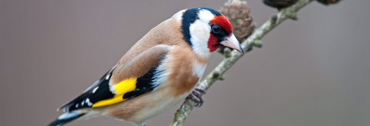 Cet oiseau aux couleurs incroyables fait sa rentrée dans votre jardin en décembre – Ne le manquez pas !
