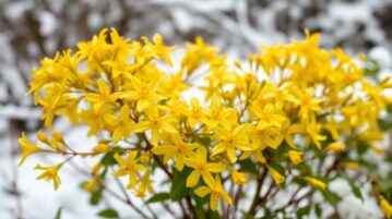 Cette plante fleurit même quand tout gèle autour d’elle !