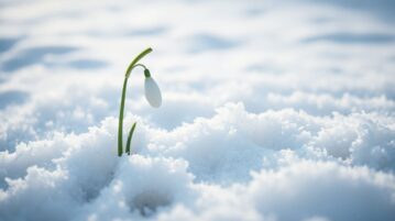 Cette fleur brave l’hiver comme aucune autre – découvrez son secret incroyable !