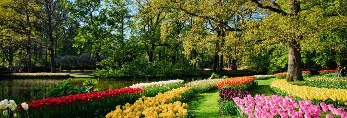 Jardin fleuri au printemps : plantez vos bulbes dès février pour un spectacle coloré