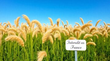 L'herbe de la Pampa : beauté trompeuse désormais interdite en France