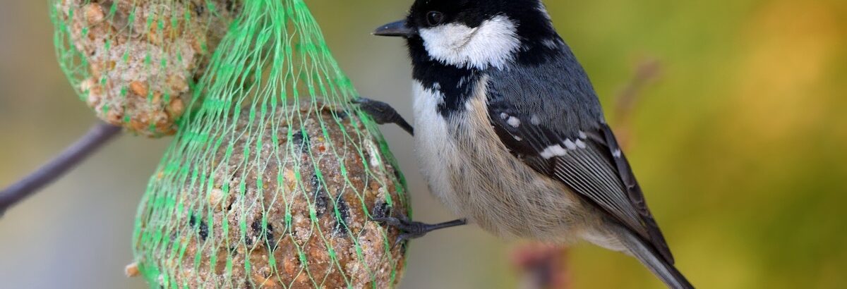 Boules de graisse : cet accessoire peut être fatal pour les oiseaux, voici quoi faire à la place
