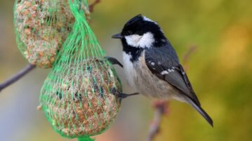 Boules de graisse : cet accessoire peut être fatal pour les oiseaux, voici quoi faire à la place