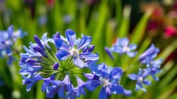Agapanthes : deux gestes simples pour une floraison exceptionnelle