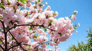 Cérisier : les gestes simples pour assurer une récolte généreuse cet été