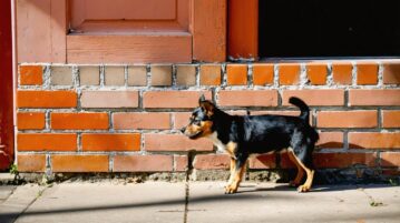 Chiens et pipis indésirables : pourquoi les bouteilles d’eau ne sont (peut-être) pas la solution