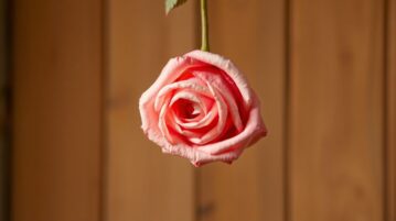 Comment sécher une rose et la conserver pour toujours : guide pratique