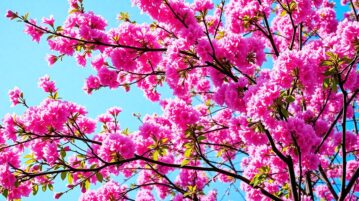 L'arbre de Judée : quand la nature se pare de rose au printemps
