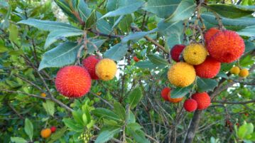 L'arbousier : l'arbre gourmand à planter en mars pour des délices maison