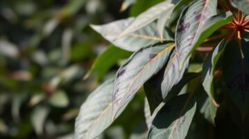 Laurier rose noirci : comment sauver votre plante de la fumagine
